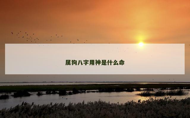 属狗八字用神是什么命