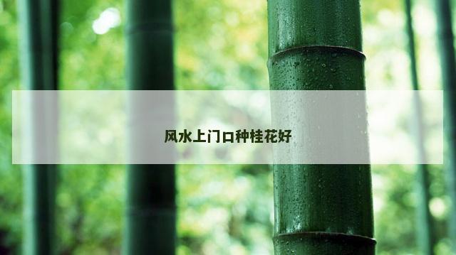 风水上门口种桂花好