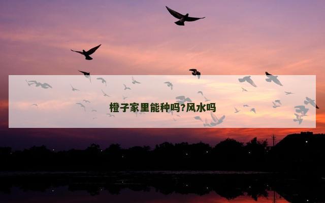 橙子家里能种吗?风水吗