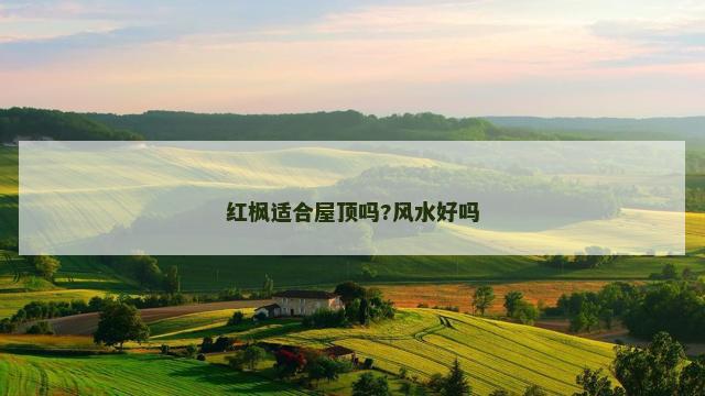 红枫适合屋顶吗?风水好吗