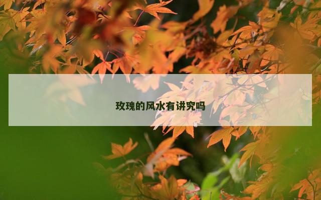 玫瑰的风水有讲究吗
