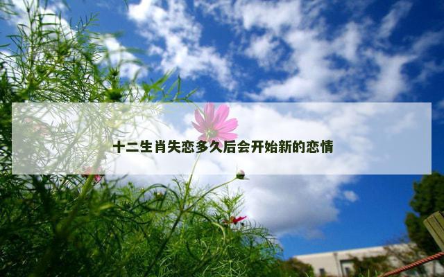十二生肖失恋多久后会开始新的恋情