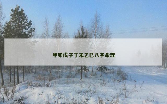甲卯戊子丁未乙巳八字命理