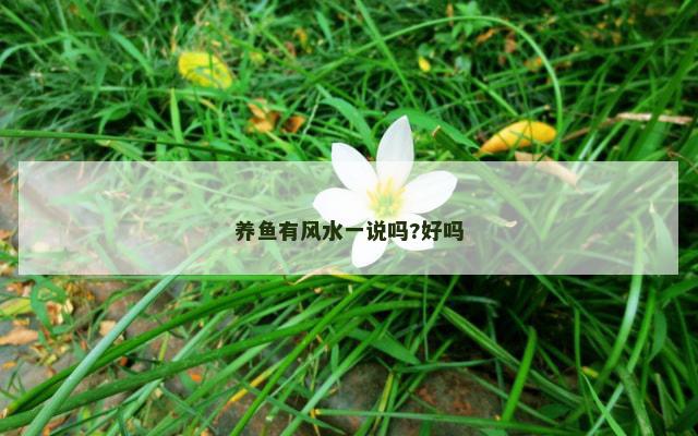 养鱼有风水一说吗?好吗