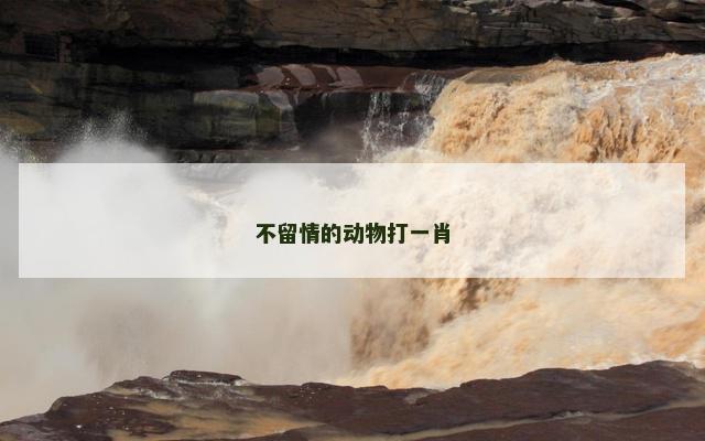 不留情的动物打一肖