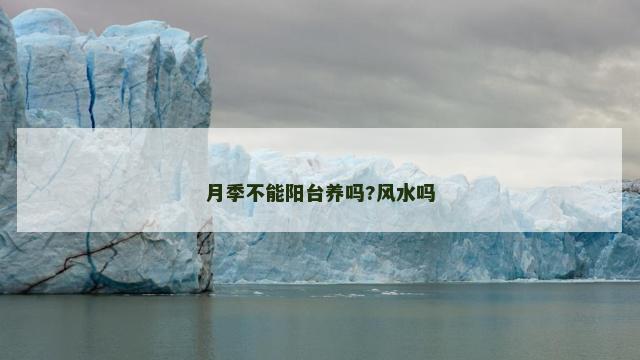 月季不能阳台养吗?风水吗