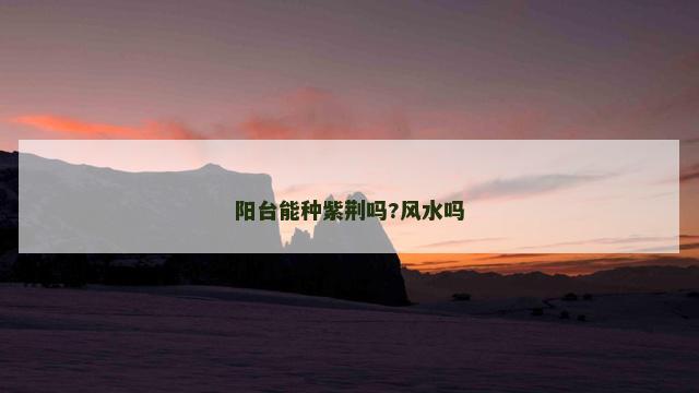 阳台能种紫荆吗?风水吗