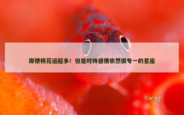 即使桃花运超多！但是对待感情依然很专一的星座