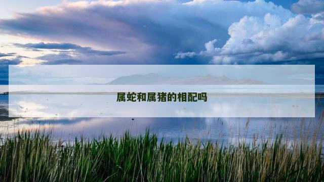 属蛇和属猪的相配吗