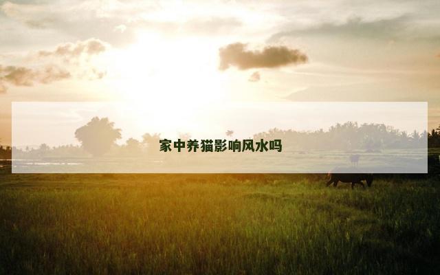家中养猫影响风水吗