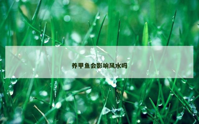 养甲鱼会影响风水吗