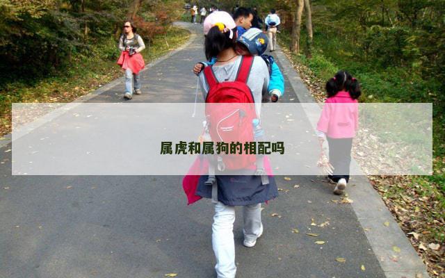 属虎和属狗的相配吗