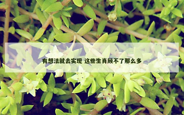 有想法就去实现 这些生肖顾不了那么多