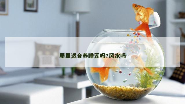 屋里适合养睡莲吗?风水吗