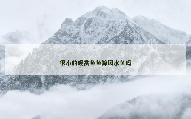 很小的观赏鱼鱼算风水鱼吗
