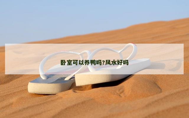 卧室可以养鸭吗?风水好吗