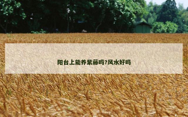 阳台上能养紫藤吗?风水好吗