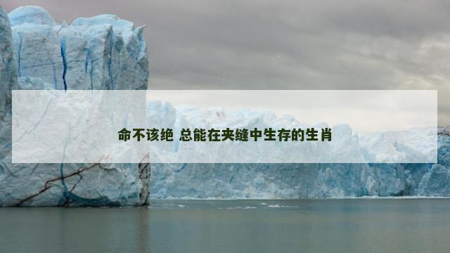 命不该绝 总能在夹缝中生存的生肖
