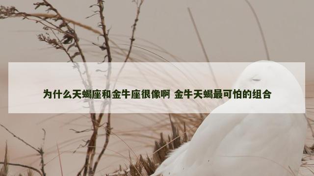为什么天蝎座和金牛座很像啊 金牛天蝎最可怕的组合