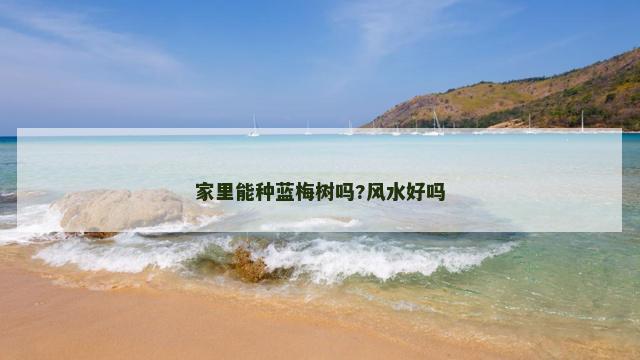 家里能种蓝梅树吗?风水好吗