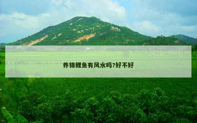 养锦鲤鱼有风水吗?好不好