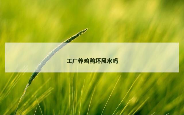 工厂养鸡鸭坏风水吗