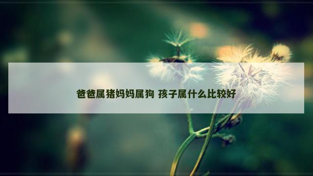 爸爸属猪妈妈属狗 孩子属什么比较好