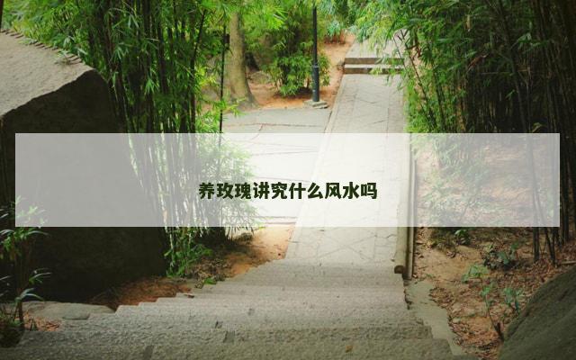 养玫瑰讲究什么风水吗
