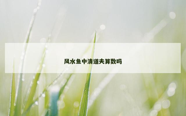 风水鱼中清道夫算数吗