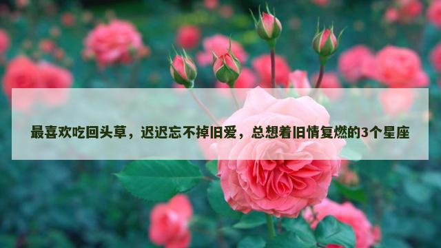 最喜欢吃回头草，迟迟忘不掉旧爱，总想着旧情复燃的3个星座