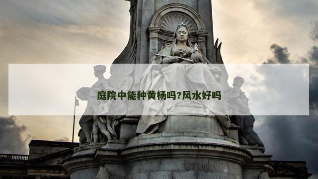 庭院中能种黄杨吗?风水好吗