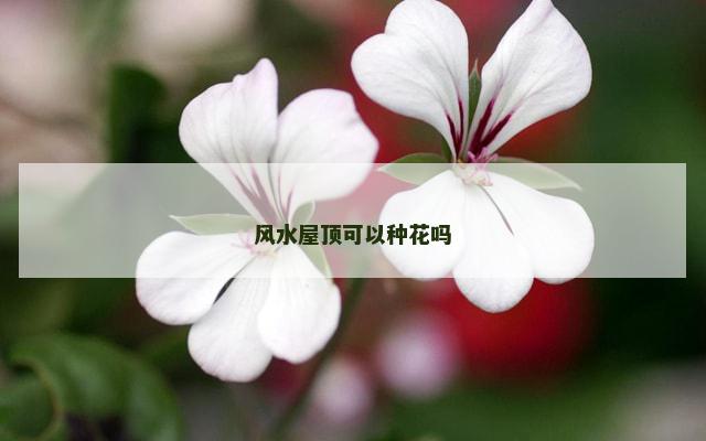 风水屋顶可以种花吗
