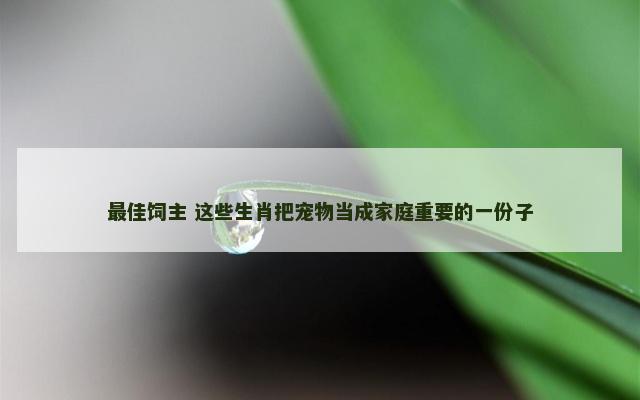 最佳饲主 这些生肖把宠物当成家庭重要的一份子