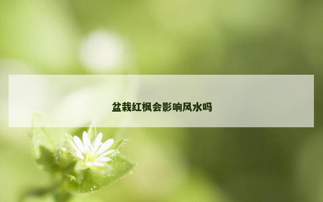 盆栽红枫会影响风水吗