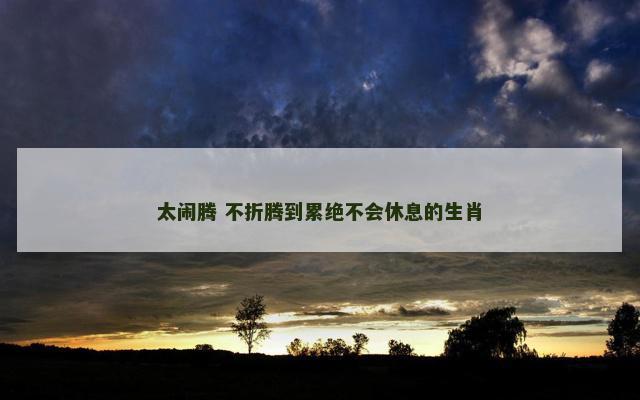 太闹腾 不折腾到累绝不会休息的生肖
