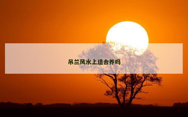 吊兰风水上适合养吗