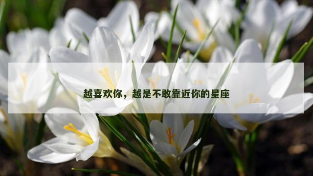 越喜欢你，越是不敢靠近你的星座