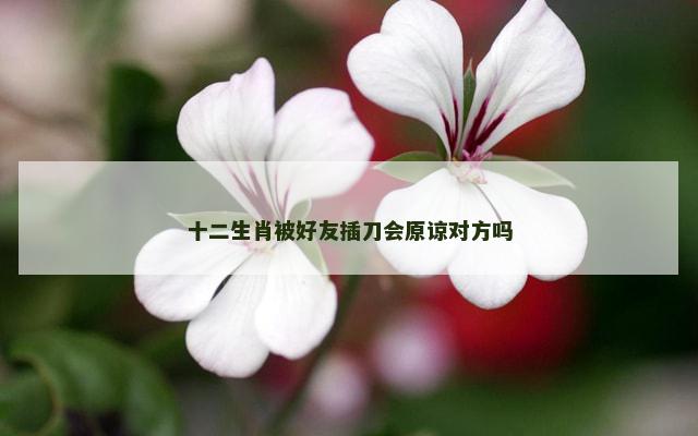 十二生肖被好友插刀会原谅对方吗