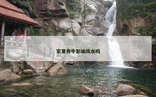 家里养牛影响风水吗