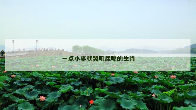 一点小事就哭叽尿嚎的生肖