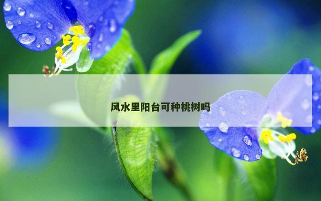 风水里阳台可种桃树吗