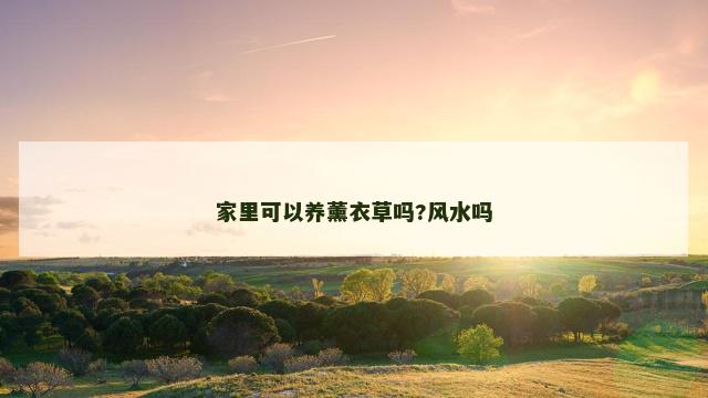 家里可以养薰衣草吗?风水吗