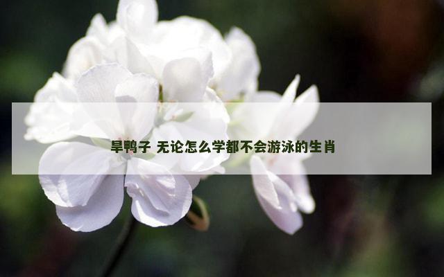 旱鸭子 无论怎么学都不会游泳的生肖