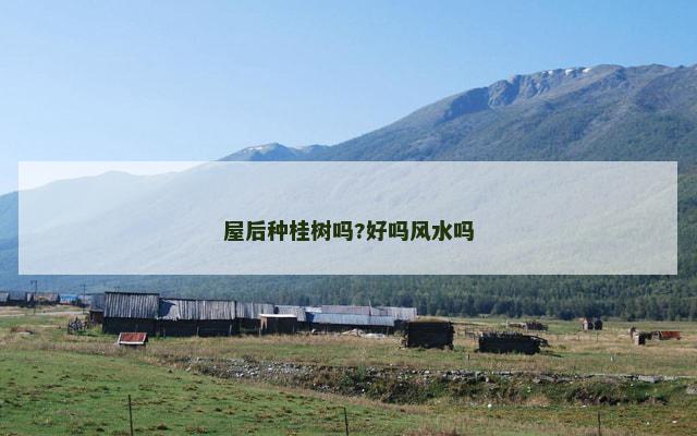 屋后种桂树吗?好吗风水吗