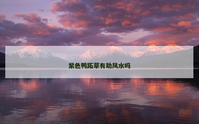 紫色鸭跖草有助风水吗