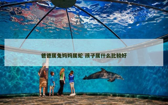 爸爸属兔妈妈属蛇 孩子属什么比较好
