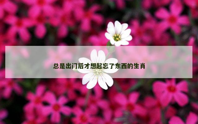 总是出门后才想起忘了东西的生肖