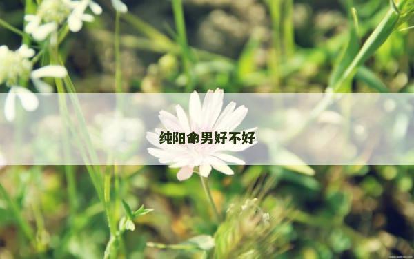 纯阳命男好不好