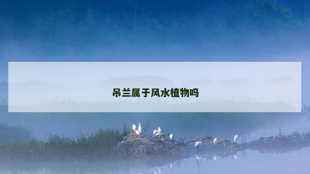 吊兰属于风水植物吗