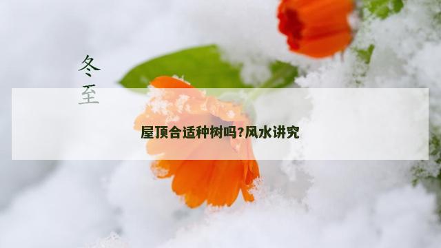 屋顶合适种树吗?风水讲究